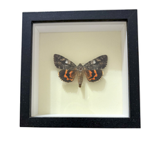 Real Underwing Moth Shadowbox