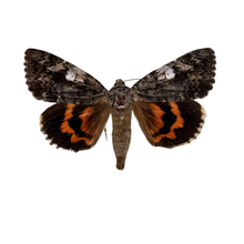 Real Underwing Moth Shadowbox