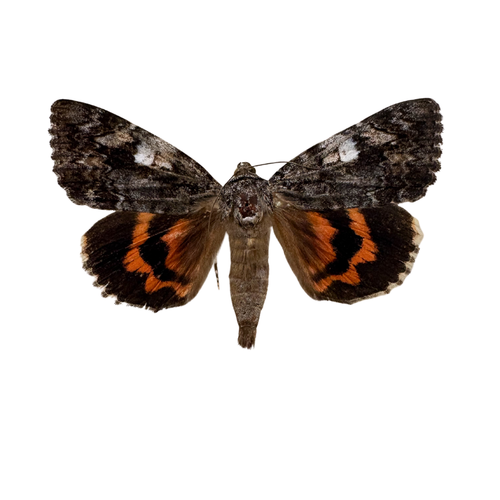 Real Underwing Moth Shadowbox