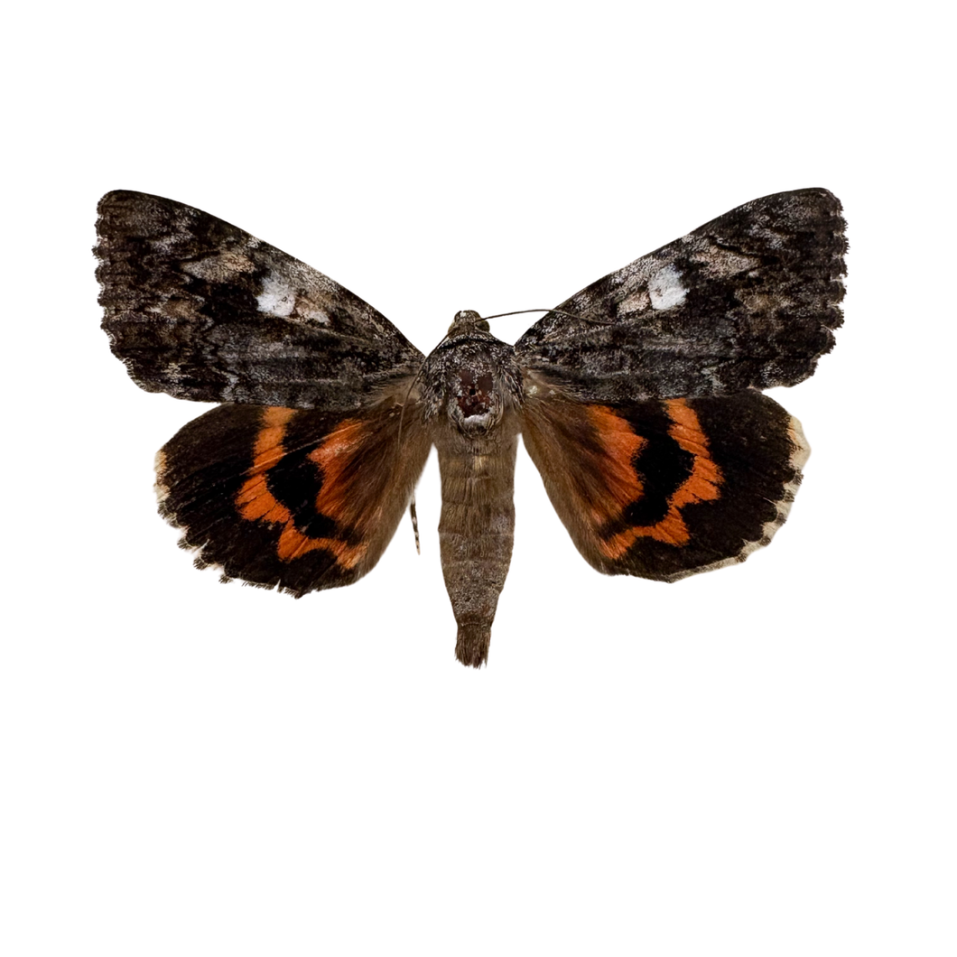 Real Underwing Moth Shadowbox