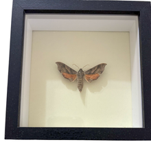 Hawkmoth Shadowbox