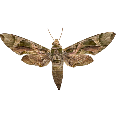 Real Oleander Hawk Moth Shadowbox