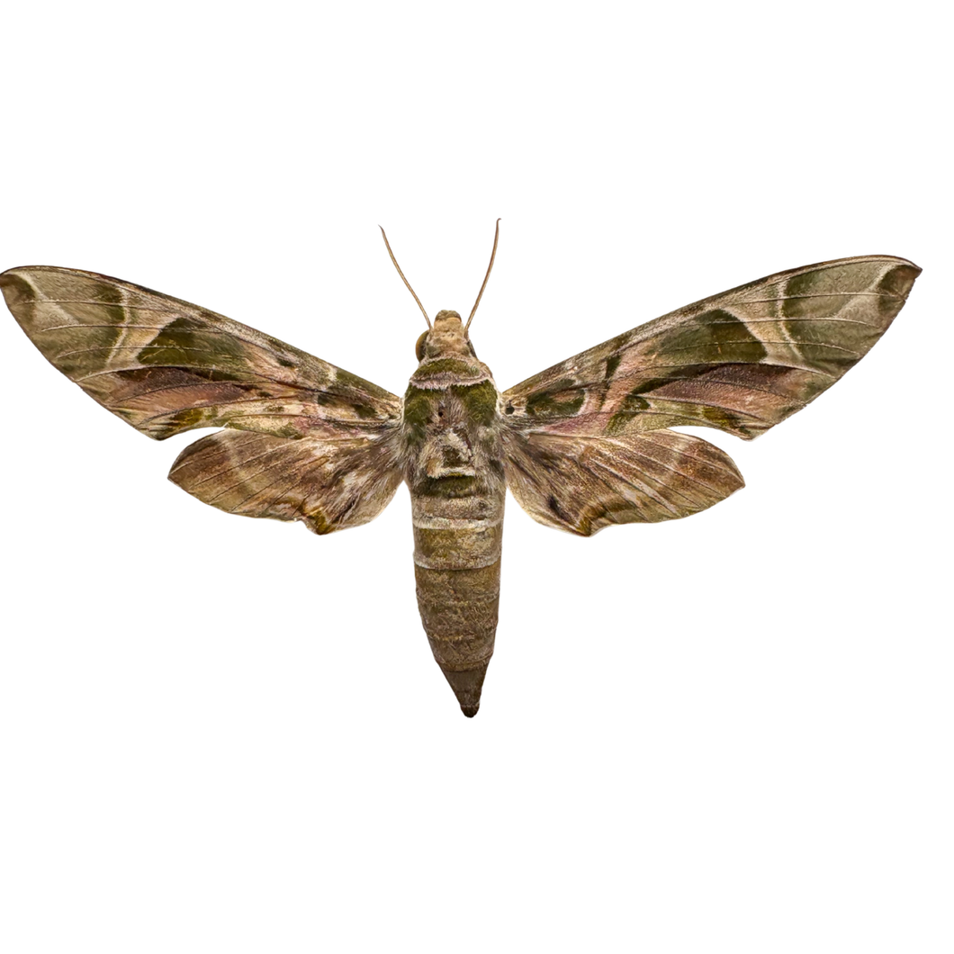 Real Oleander Hawk Moth Shadowbox