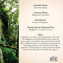 Real Madagascan Sunset Moth Shadowbox