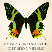 Real Madagascan Sunset Moth Shadowbox