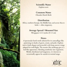 Real Oleander Hawk Moth Shadowbox