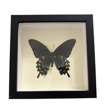 Real Pipevine Butterfly Shadowbox