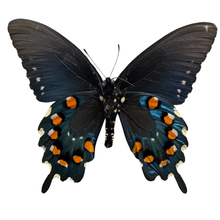 Real Pipevine Butterfly Shadowbox