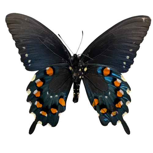 Real Pipevine Butterfly Shadowbox