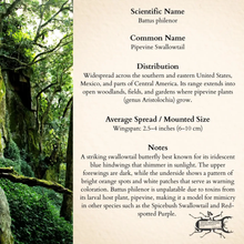 Real Pipevine Butterfly Shadowbox