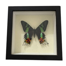 Real Madagascan Sunset Moth Shadowbox
