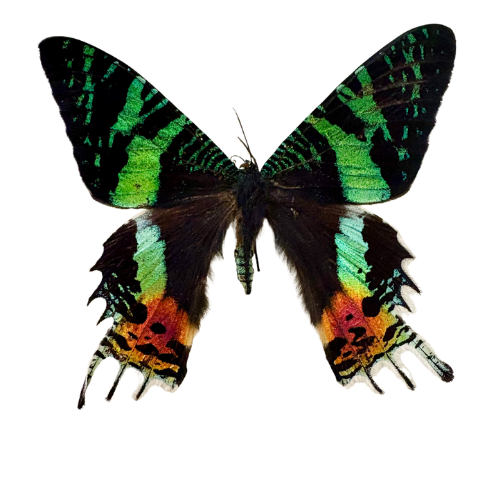 Real Madagascan Sunset Moth Shadowbox